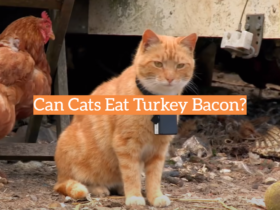 Can Cats Eat Turkey Bacon?