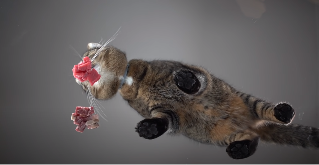 Can Cats Eat Turkey Bacon? KittenWiki