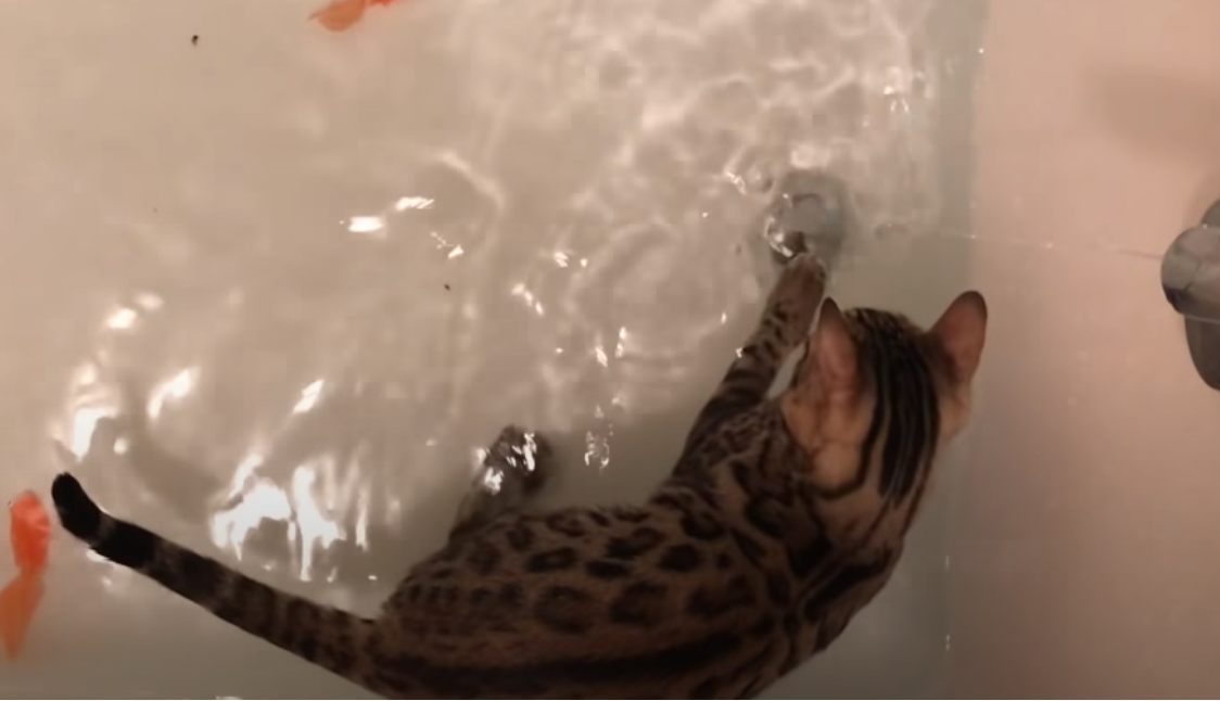 Do Bengal Cats Like Water? KittenWiki