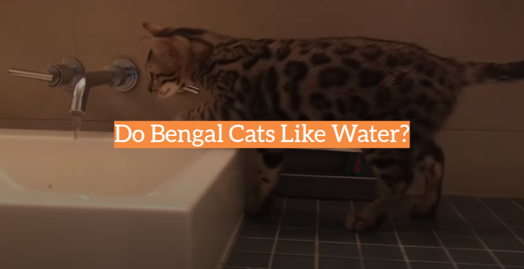 Do Bengal Cats Like Water? KittenWiki