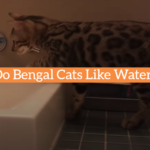 Do Bengal Cats Like Water?