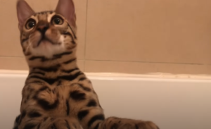 How Do I Get My Bengal Cat To Like Water