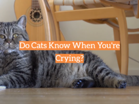 Do Cats Know When You're Crying?