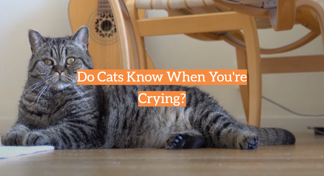 Do Cats Know When You're Crying?