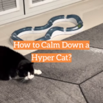 How to Calm Down a Hyper Cat?
