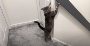 Why Do Cats Become Hyperactive?