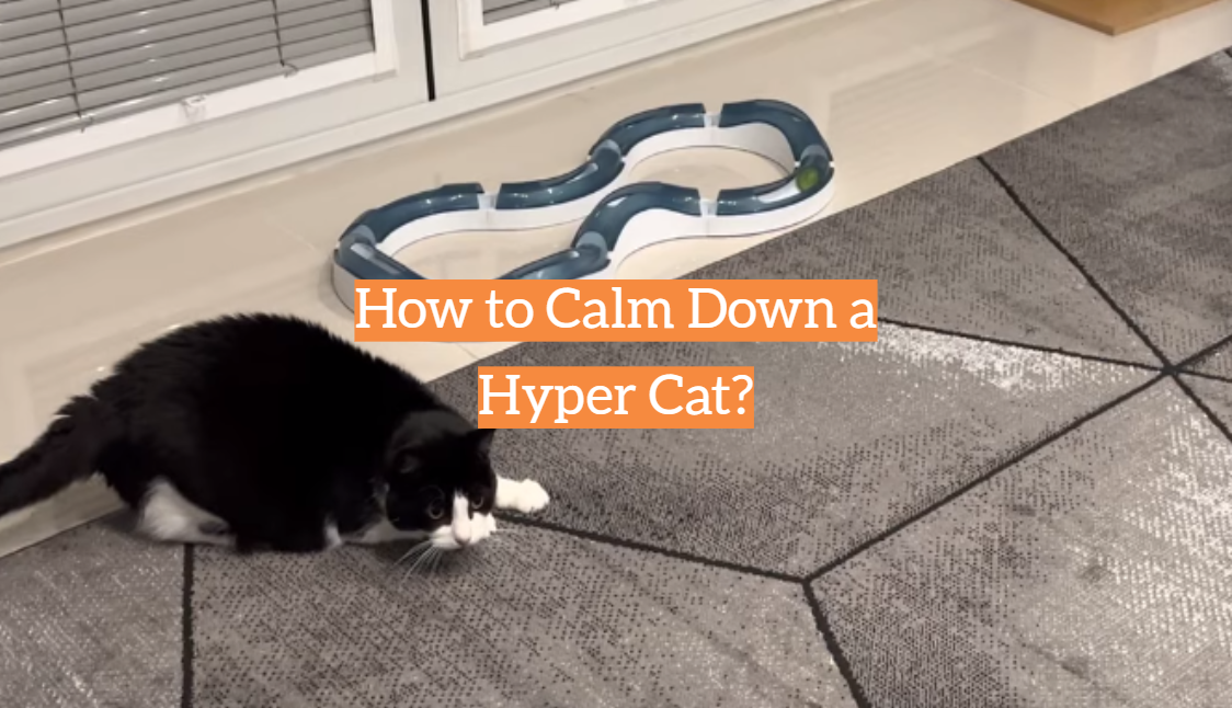 How to Calm Down a Hyper Cat?
