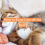 How to Keep Cats off the Bed?