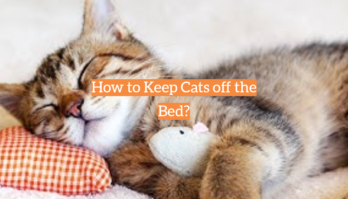 How to Keep Cats off the Bed?