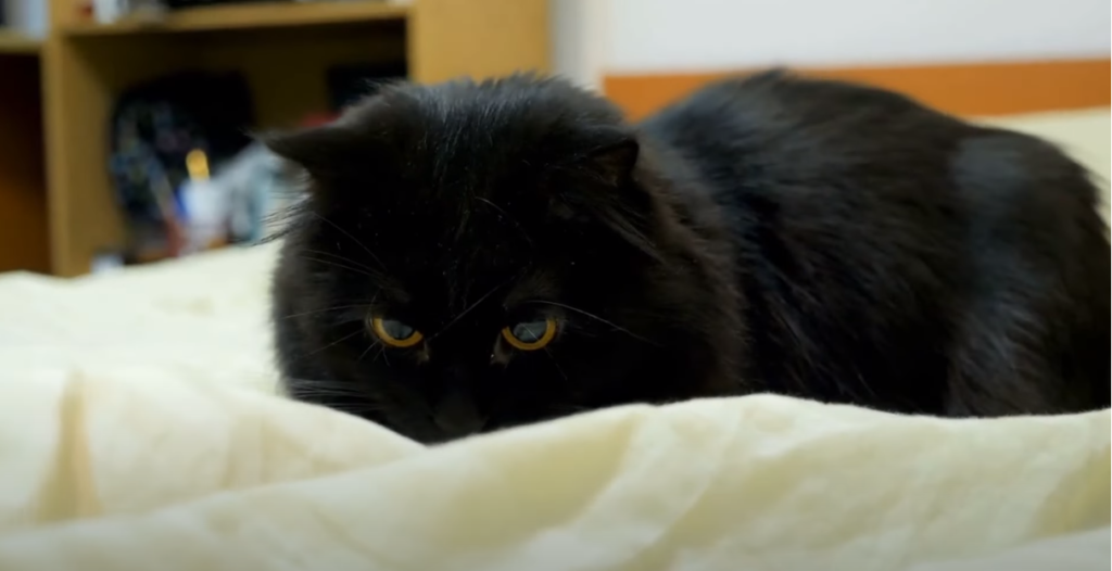 Why Do Cats Go Crazy at Night? KittenWiki