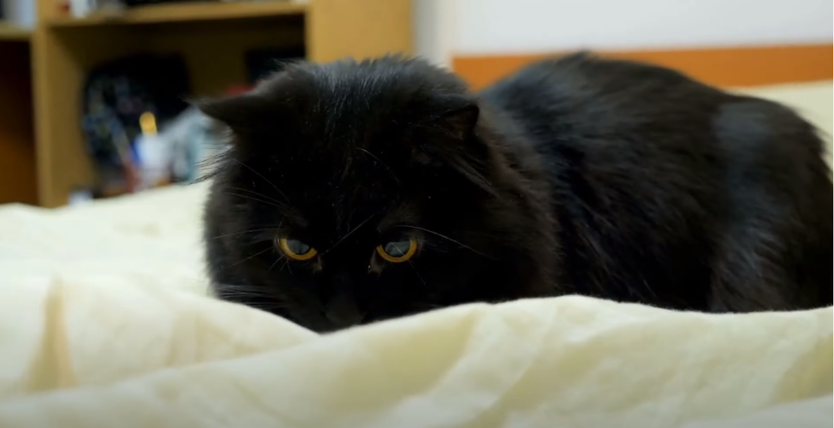 Why Do Cats Go Crazy at Night? KittenWiki