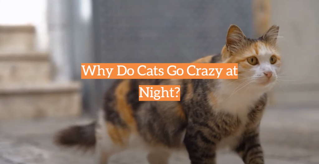 Why Do Cats Go Crazy at Night? KittenWiki