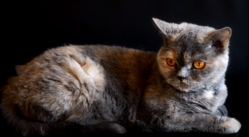 Why Do Cats Go Crazy at Night? KittenWiki