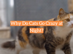 Why Do Cats Go Crazy at Night?