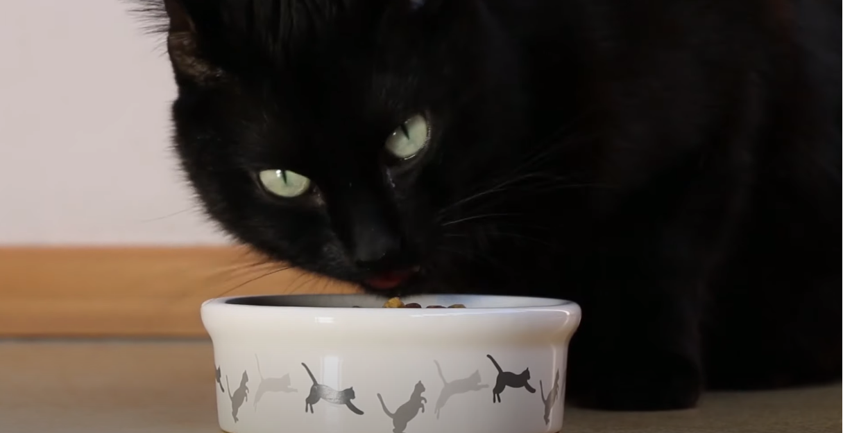 Why Do Cats Go Crazy at Night? KittenWiki