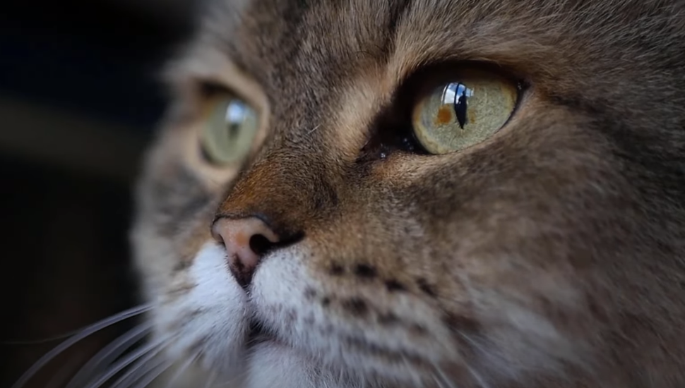 Why Do Cats Stare at Walls? KittenWiki