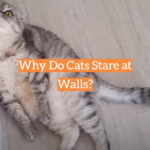 Why Do Cats Stare at Walls?