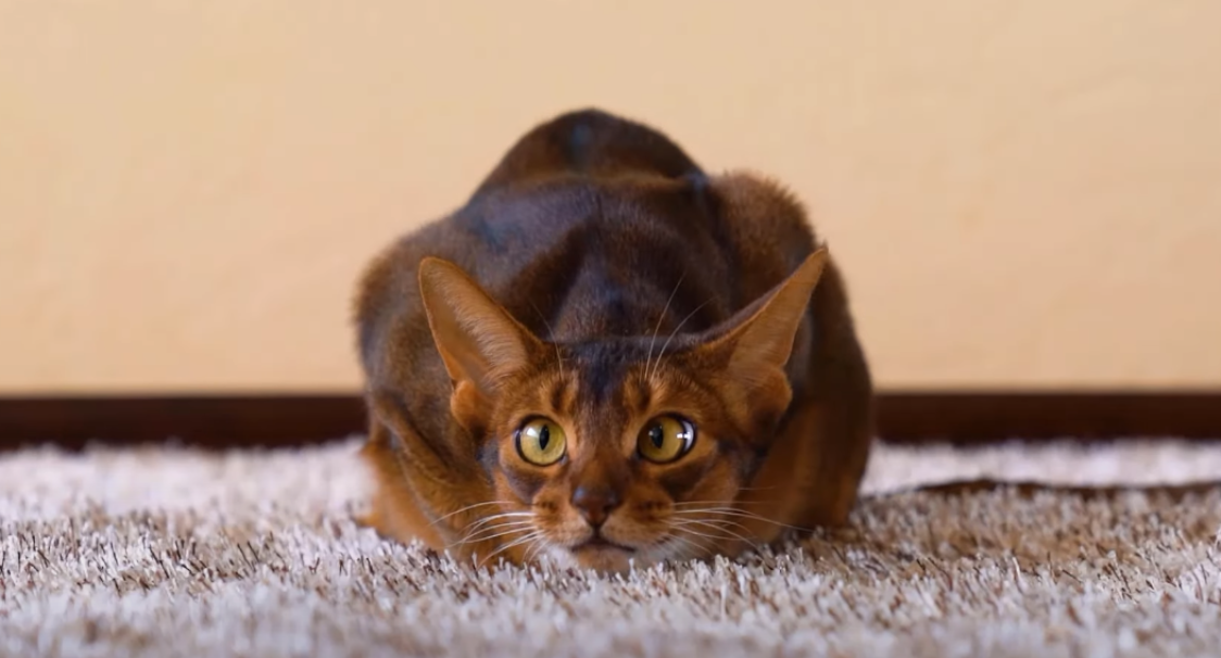 Why Do Cats Stare at Walls? KittenWiki