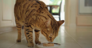 Reasons Why Cats Like Being Watched When They Eat