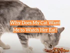 Why Does My Cat Want Me to Watch Her Eat?