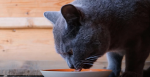 How Affection Eating Can Help A Cat Who Won’t Eat