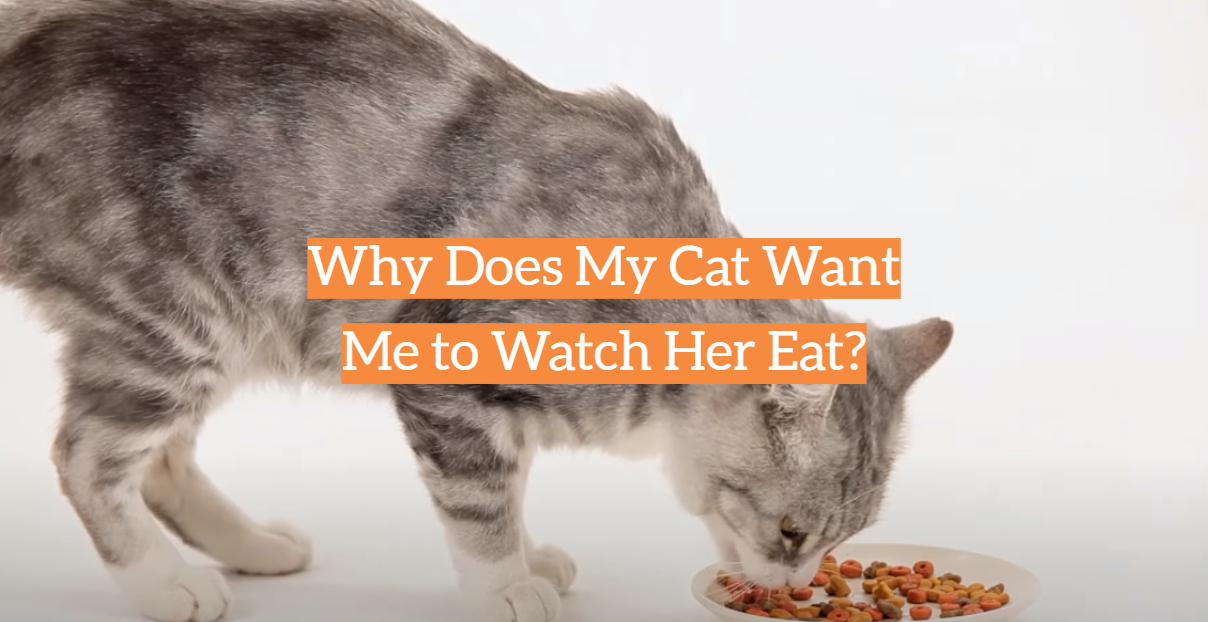 Why Does My Cat Want Me to Watch Her Eat?